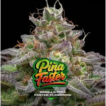 Gorilla Piña Faster (x4)